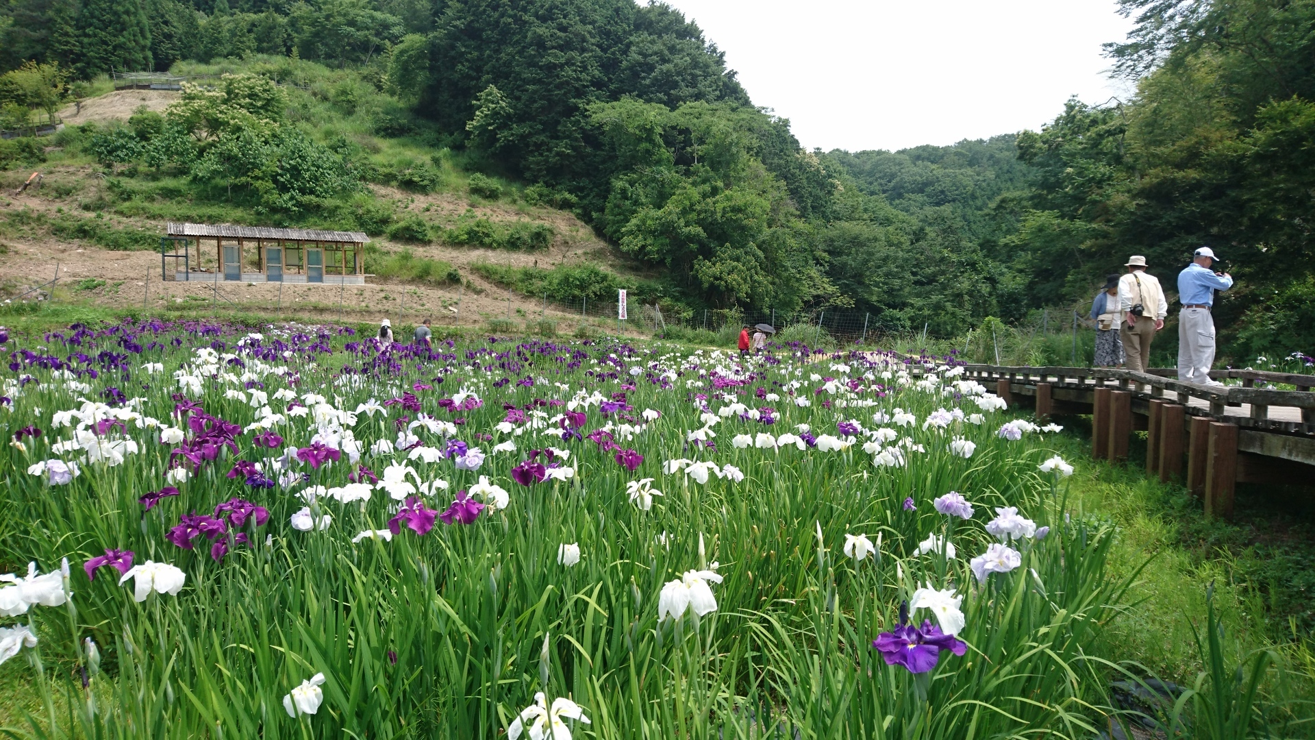 西新宿花しょうぶ園