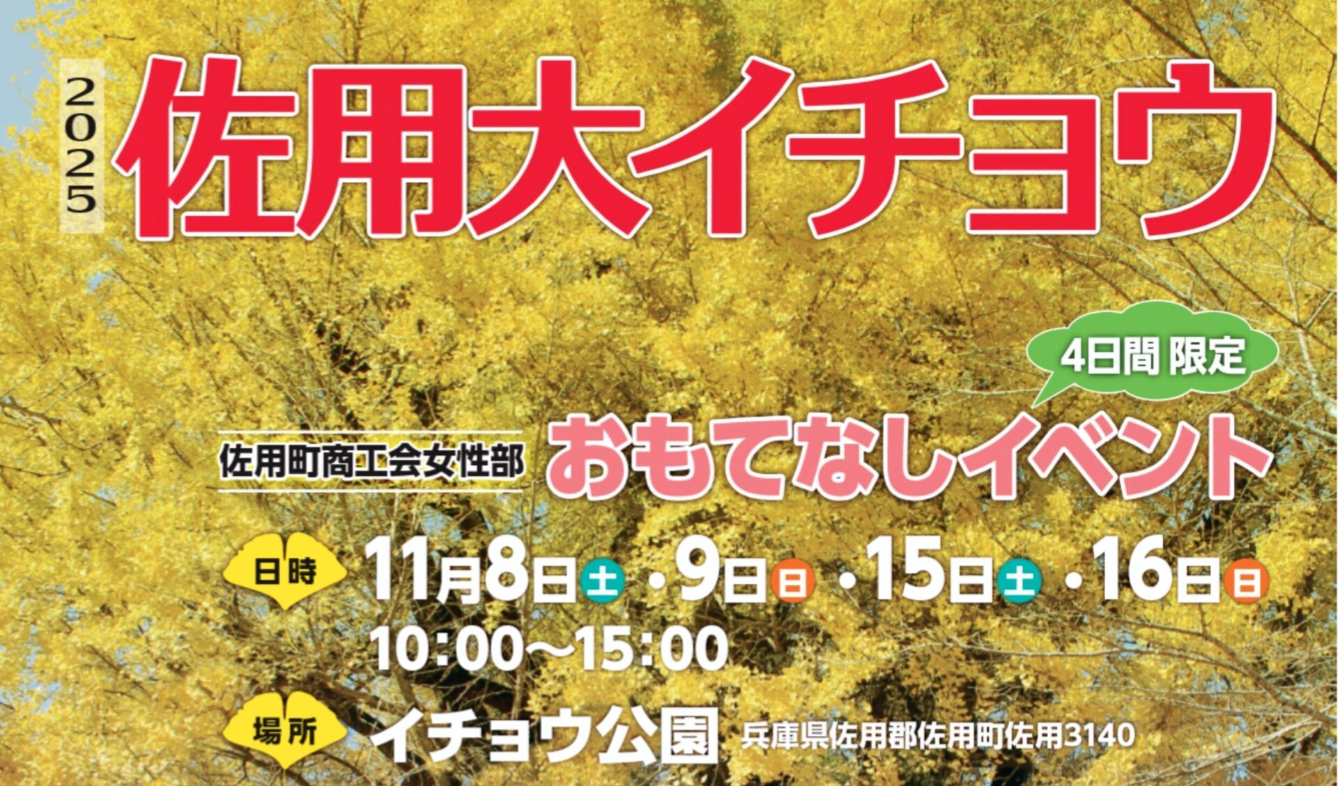 黄金色に染まる秋の佐用へ。佐用大イチョウ おもてなしイベント開催